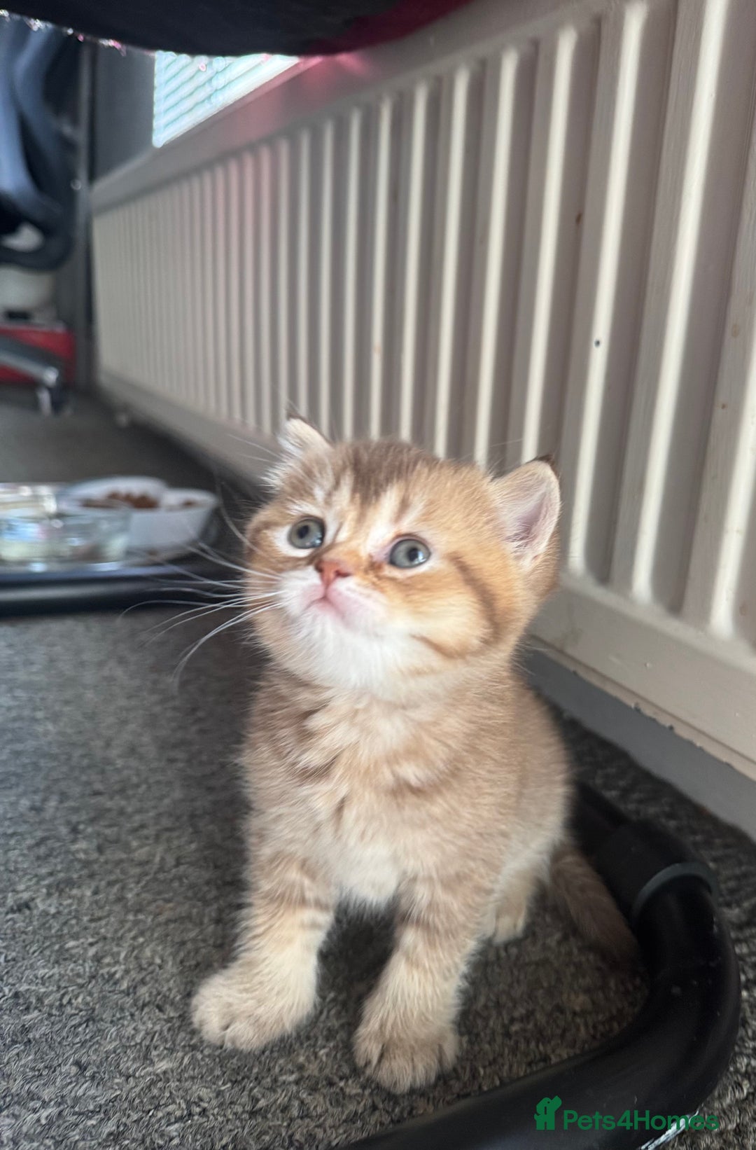 British Shorthair cats for sale: 💖 Stunning BSH kittens - ready for reservations💖 - Image 8