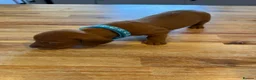 Miniature Dachshund dogs for sale: Miniature dachshund puppies available  - Advert 21