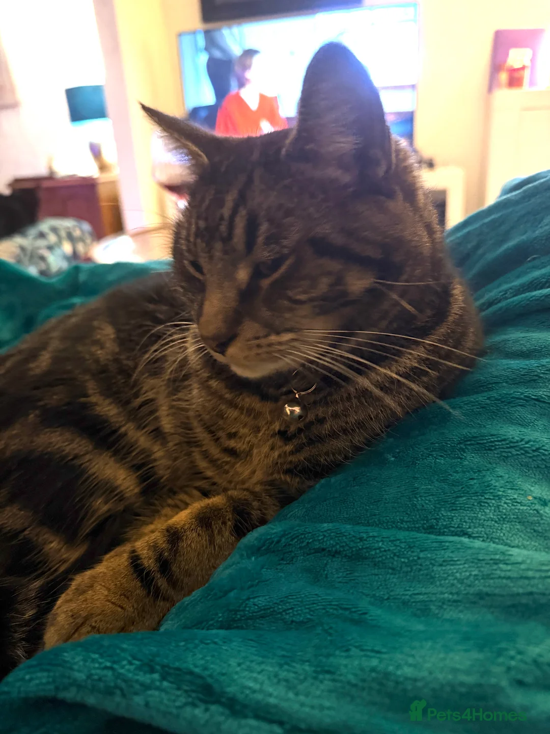 Mixed Breed cats for sale: Mainecoon cross 1 year old boy tabby - Advert 9