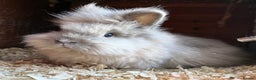 Lionhead rabbits for sale: Double mained lionheads to go together  - Advert 5
