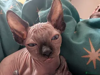 Sphynx cats Sphynx kittens - Advert 6