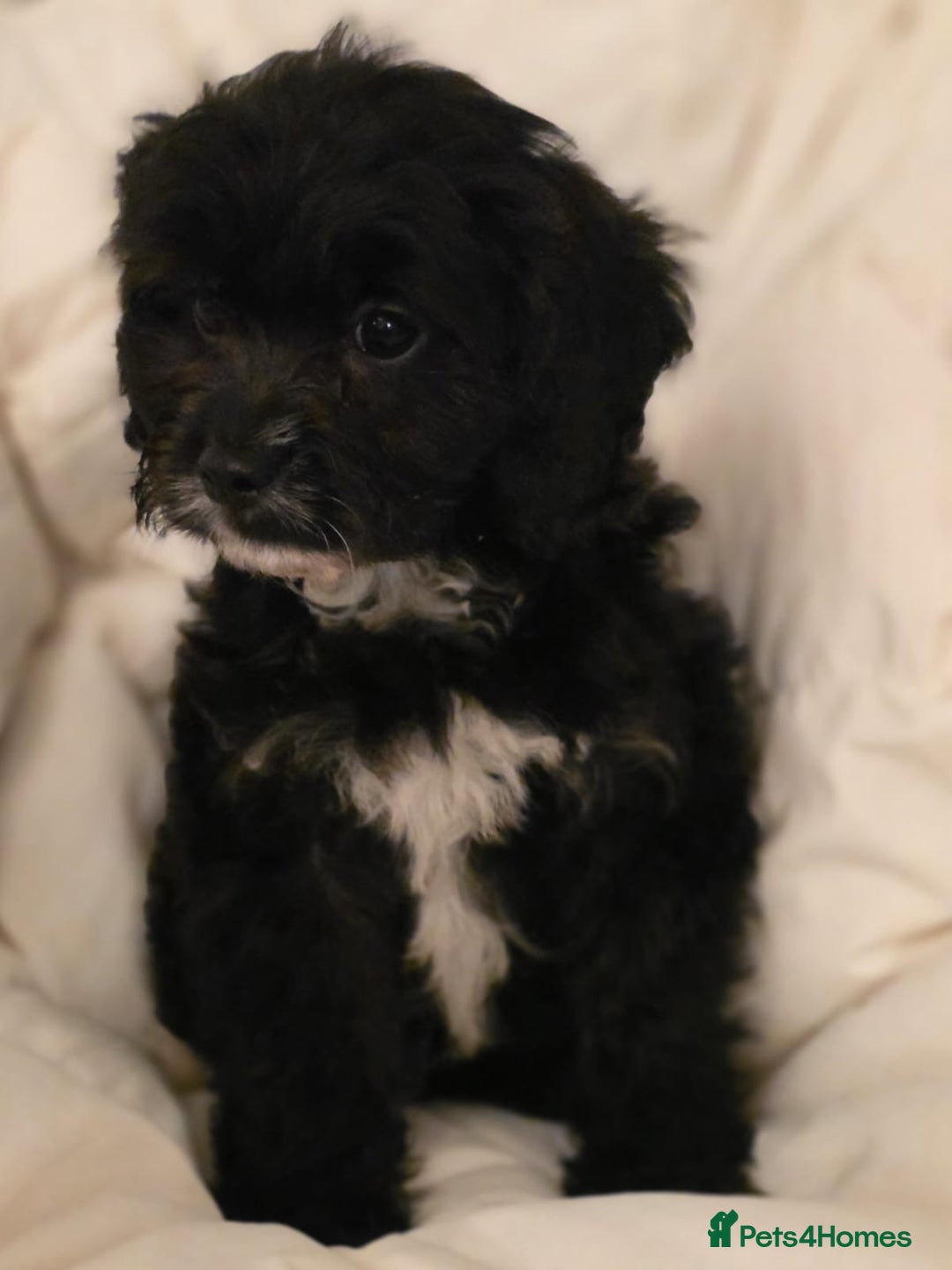 Cavapoo dogs for sale: TOY CAVAPOO BOY - Advert 9