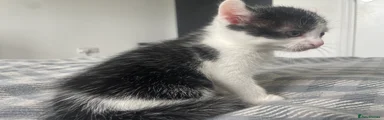 Mixed Breed Kitten 3