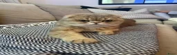 British Longhair cats for sale: Fluffy, short leg, show quality kittens available  - Advert 2