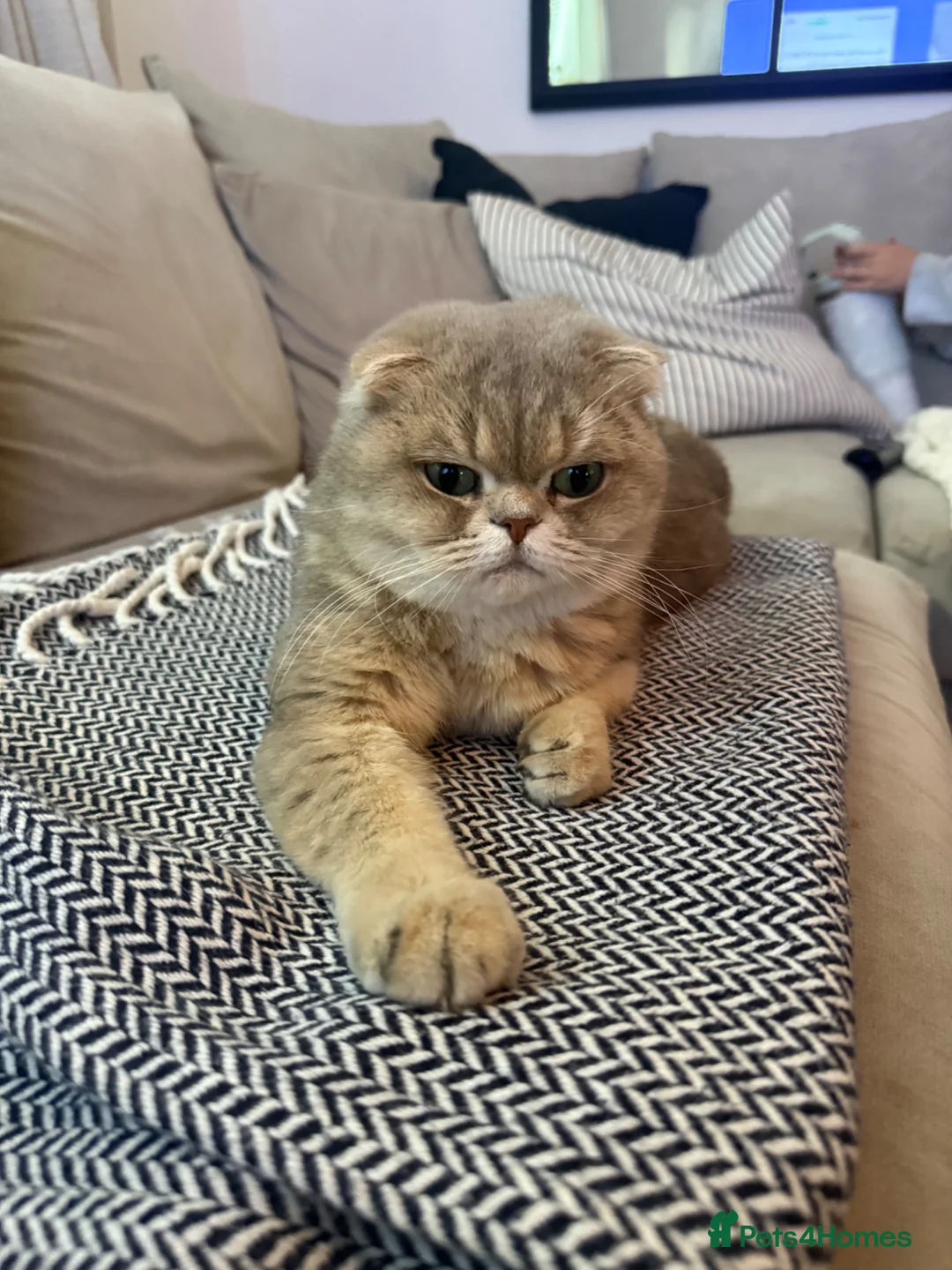 British Longhair cats for sale: Fluffy, short leg, show quality kittens available  - Advert 2