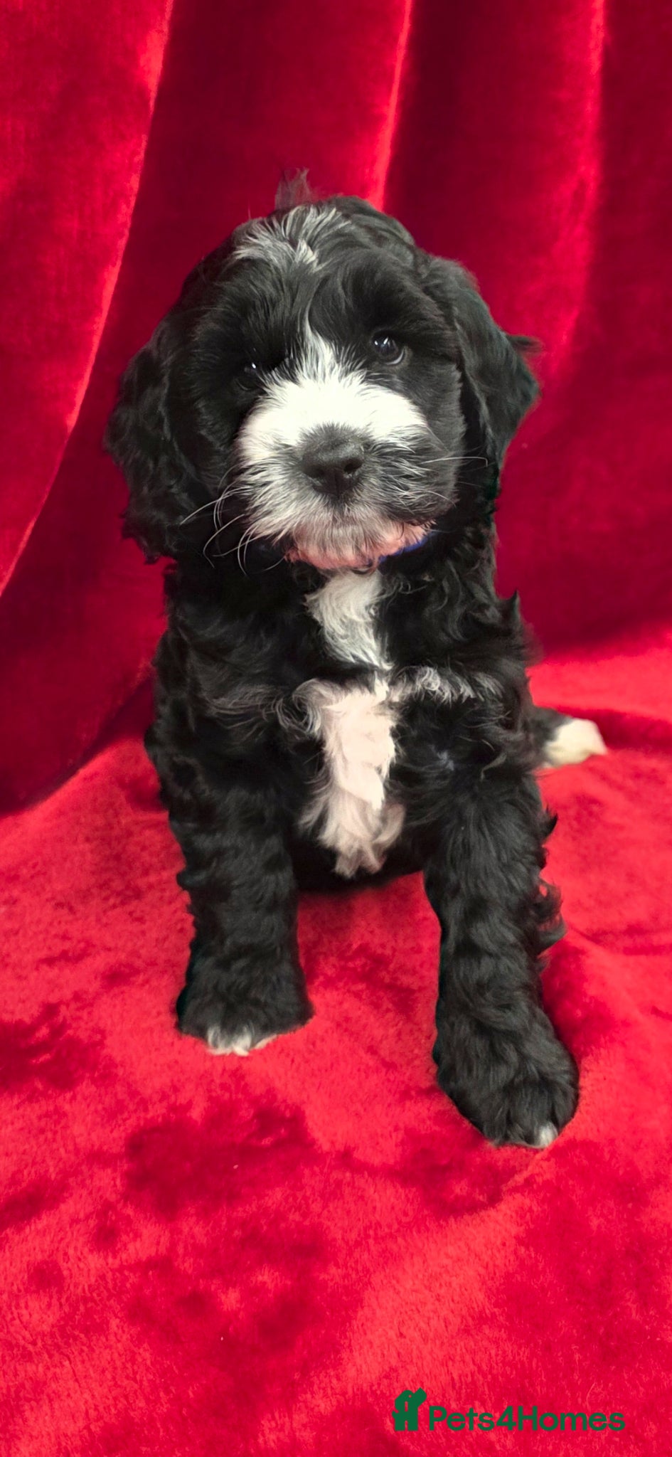 Cockapoo dogs Stunning F1 Cockapoo puppys  - Advert 6
