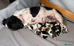 Mixed Breed dogs for sale: 6 beautiful Shih Tzu/Pomerianian puppies !  - Image 26
