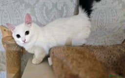 Munchkin cats for sale: Purebred TICA reg. Munchkin kittens ready to go  - Image 9