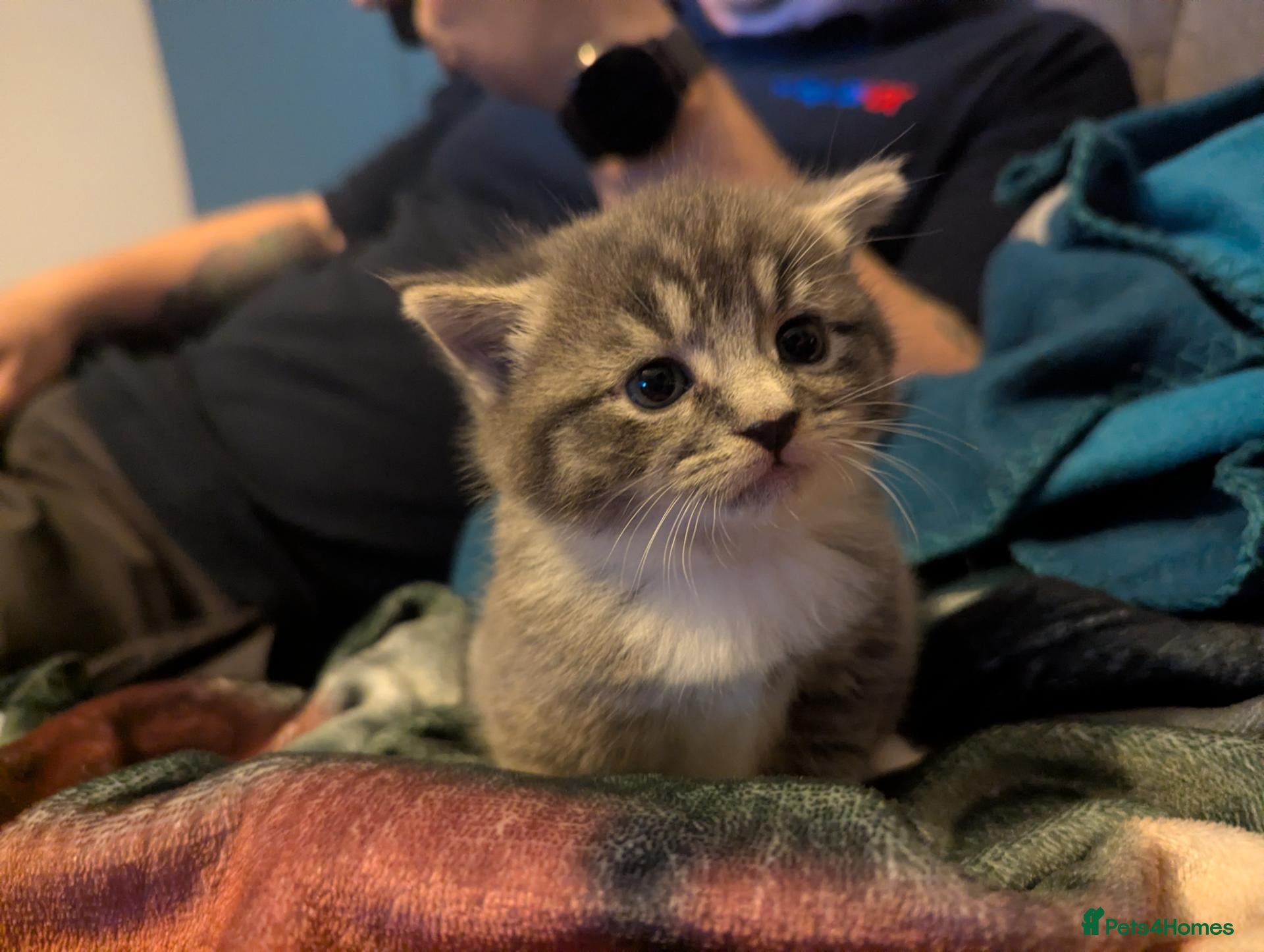 British Shorthair cats Gorgeous grey and white tabby kitten girl - Advert 12
