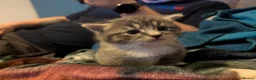 British Shorthair cats for sale: Gorgeous grey and white tabby kitten girl - Advert 6