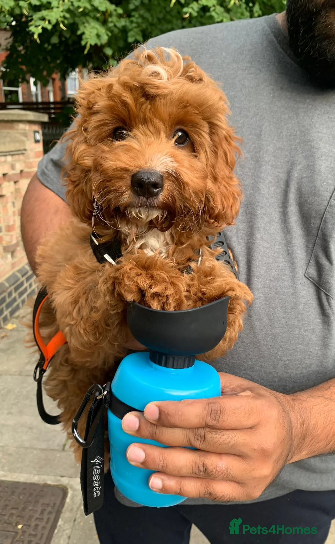 Cavalier King Charles Spaniel dogs for stud: 🌹KC REGISTERED HEALTH TESTED RUBY CKC FOR STUD in Sheerness - Advert 17