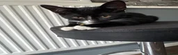 British Shorthair cats for sale: lovely kittens ready to go to their new home in Peterborough - Advert 15