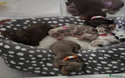 Miniature Dachshund dogs for sale: 🩷1 PETITE BABY LEFT💜READY TODAY HAD BOTH JABS 🩷 in Chorley - Image 39