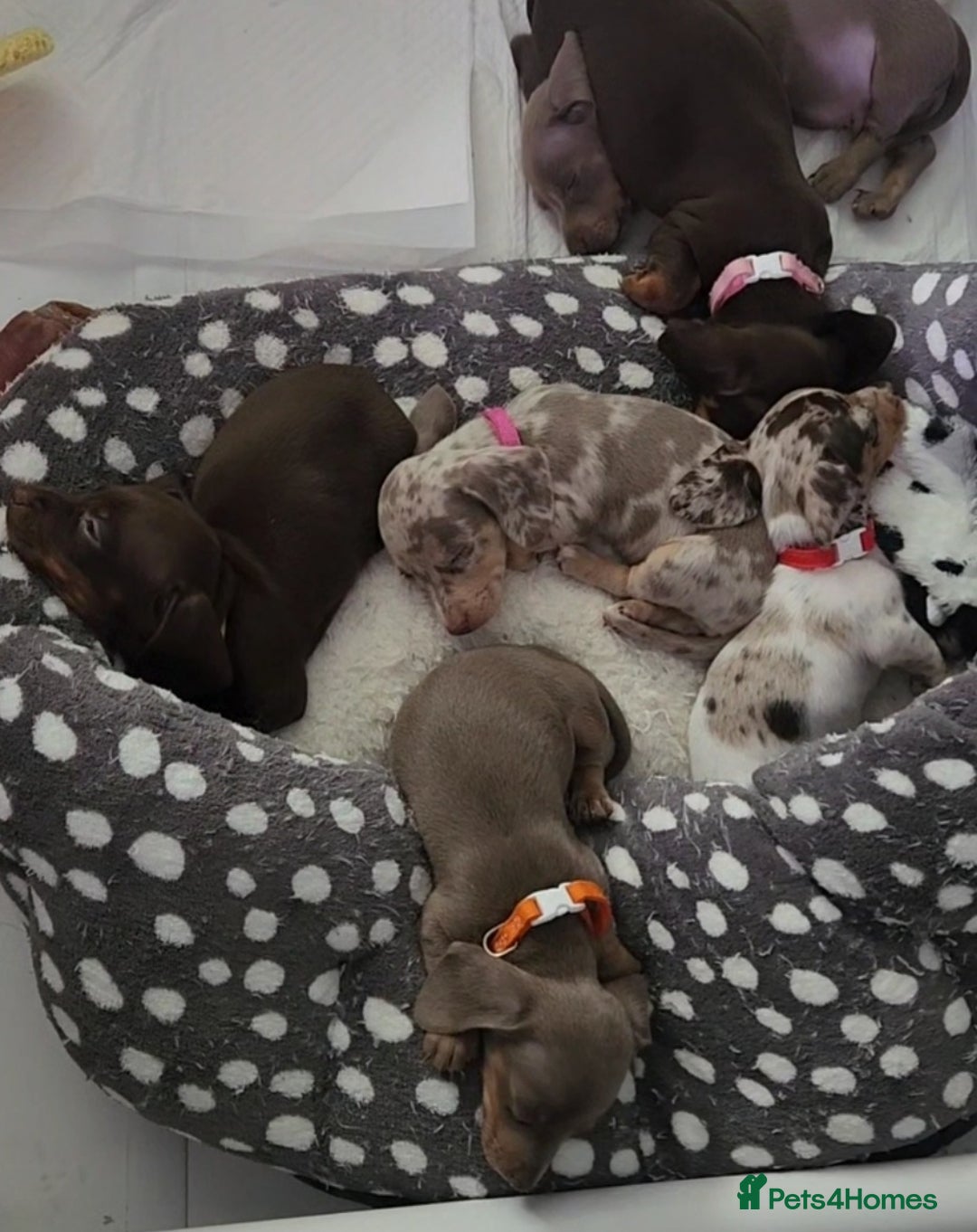 Miniature Dachshund dogs for sale: 🩷1 PETITE BABY LEFT💜READY TODAY HAD BOTH JABS 🩷 in Chorley - Image 39