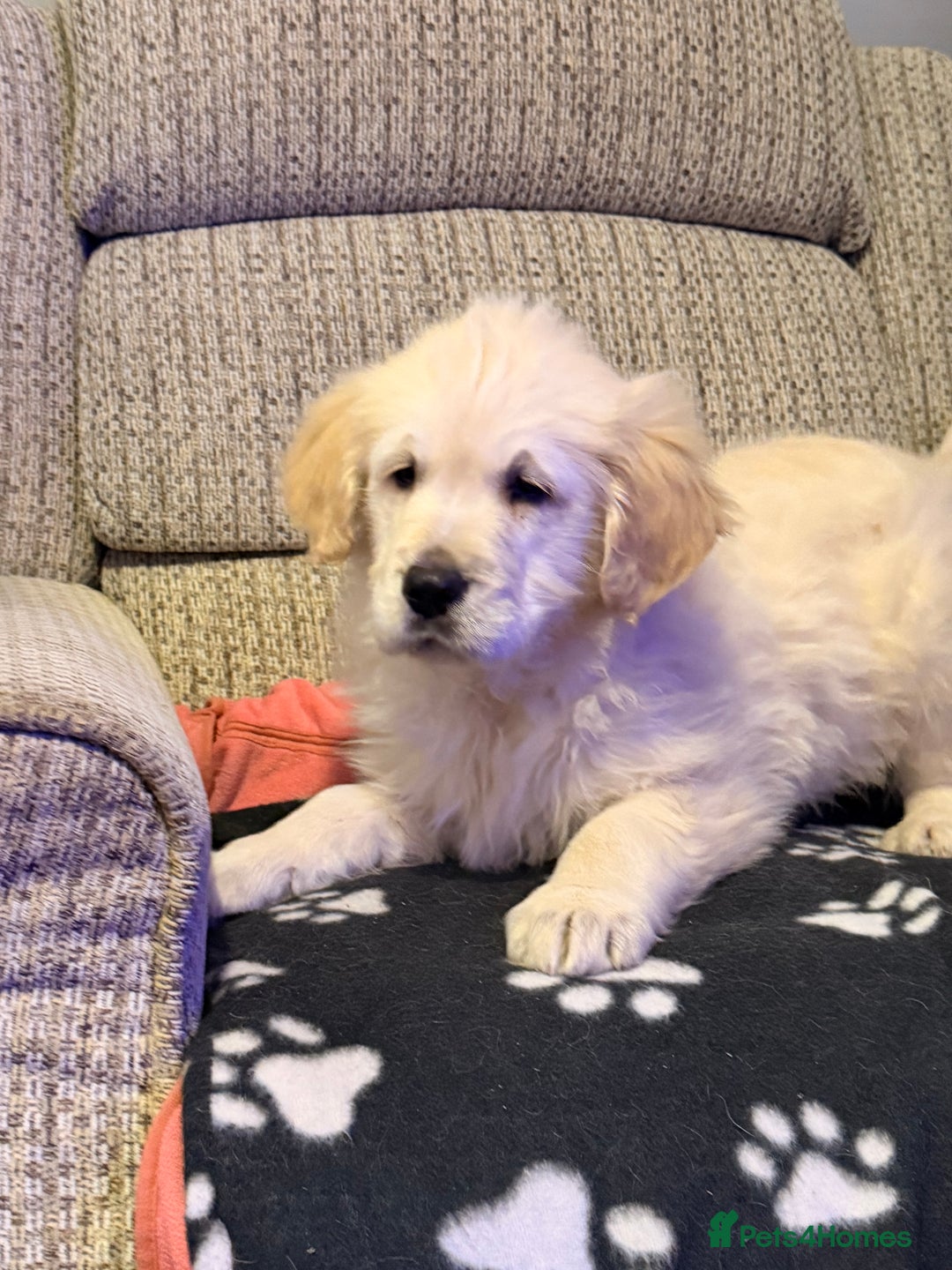 Golden Retriever dogs for sale: Fluffy Bears ready to go. Xx - Advert 3