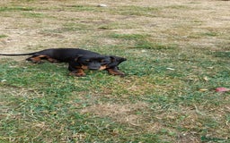 Miniature Dachshund dogs for sale: 14 weeks old 2 girls 2 boys miniature dachshunds - Image 5