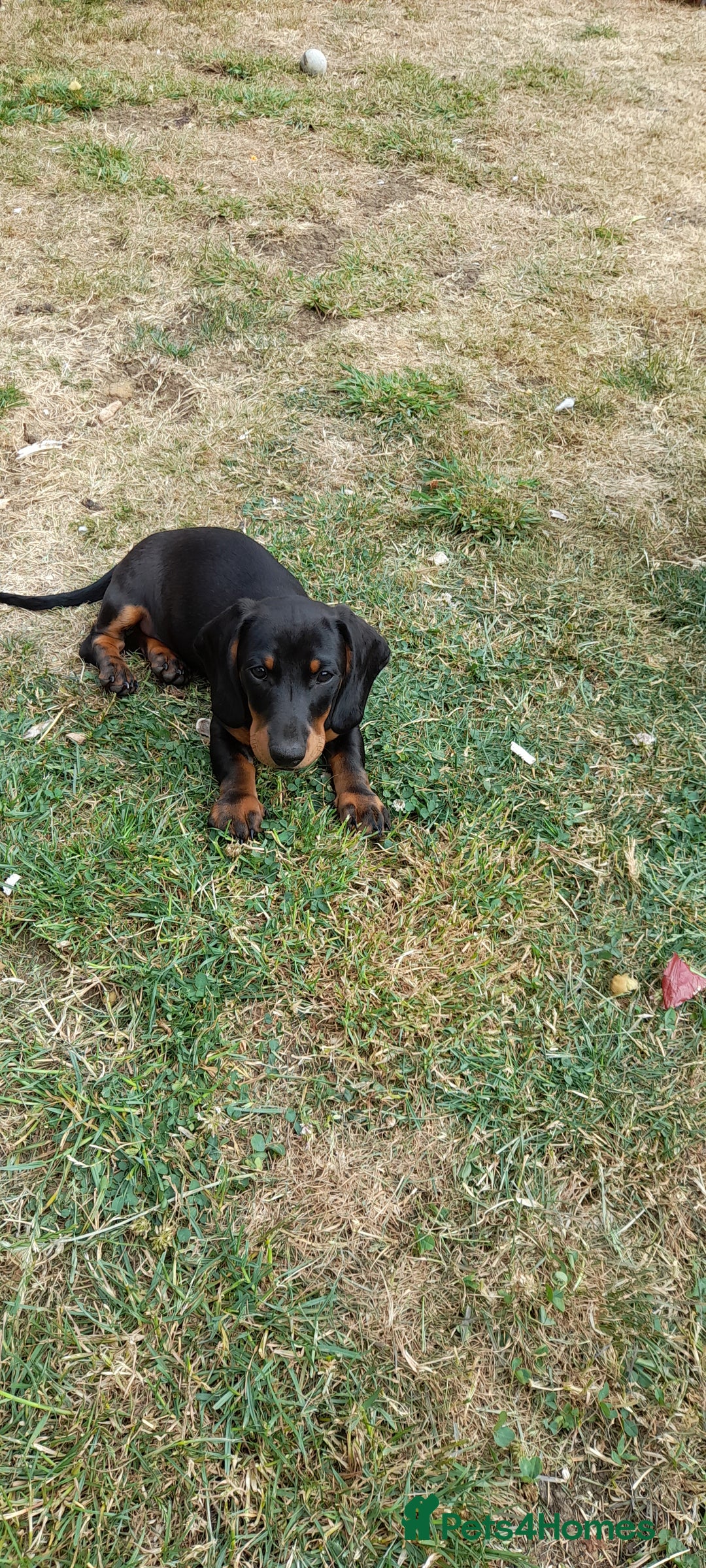 Miniature Dachshund dogs for sale: 14 weeks old 2 girls 2 boys miniature dachshunds - Image 5