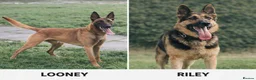 Mixed Breed dogs for sale: Shepinois bitch  - Advert 5
