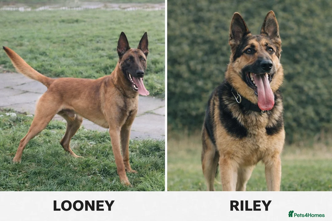 Mixed Breed dogs for sale: Shepinois bitch  - Advert 5