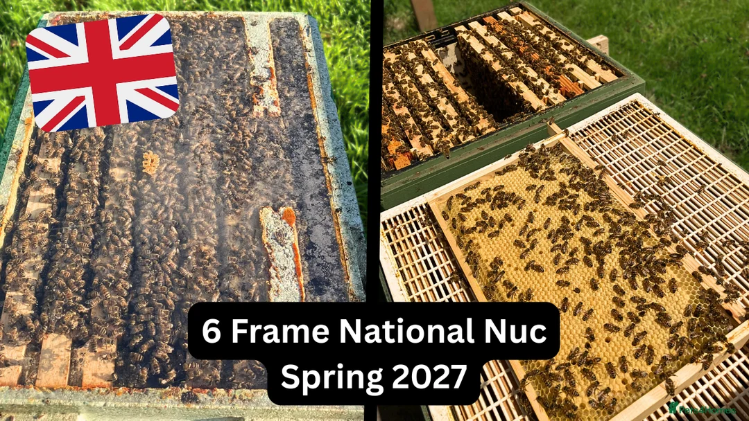 Mixed Breed invertebrates for sale: 6 Frame Overwintered National Nuc Spring 2027 - Advert 1