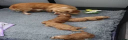 Cockapoo dogs for sale: Health tested: Champion lines  F1 puppies  - Advert 2