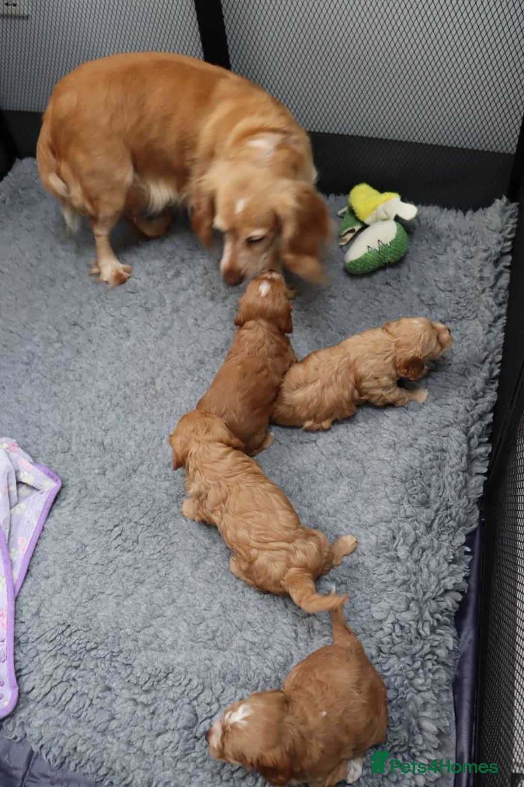 Cockapoo dogs for sale: Health tested: Champion lines  F1 puppies  - Advert 2