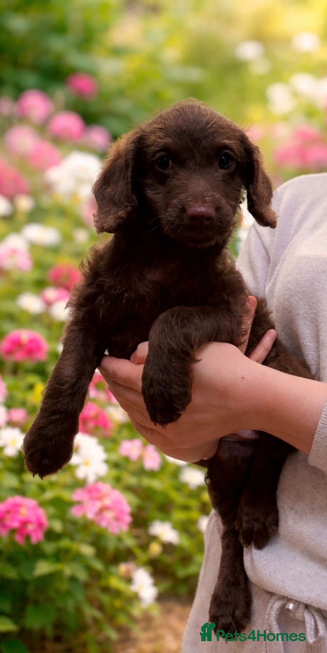 Labradoodle dogs for sale: Chocolate female labradoodle puppy - Advert 1