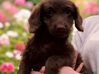 Labradoodle dogs Chocolate female labradoodle puppy - Advert 2
