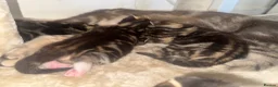 Mixed Breed cats for sale: Kittens for sale  in London - Advert 5