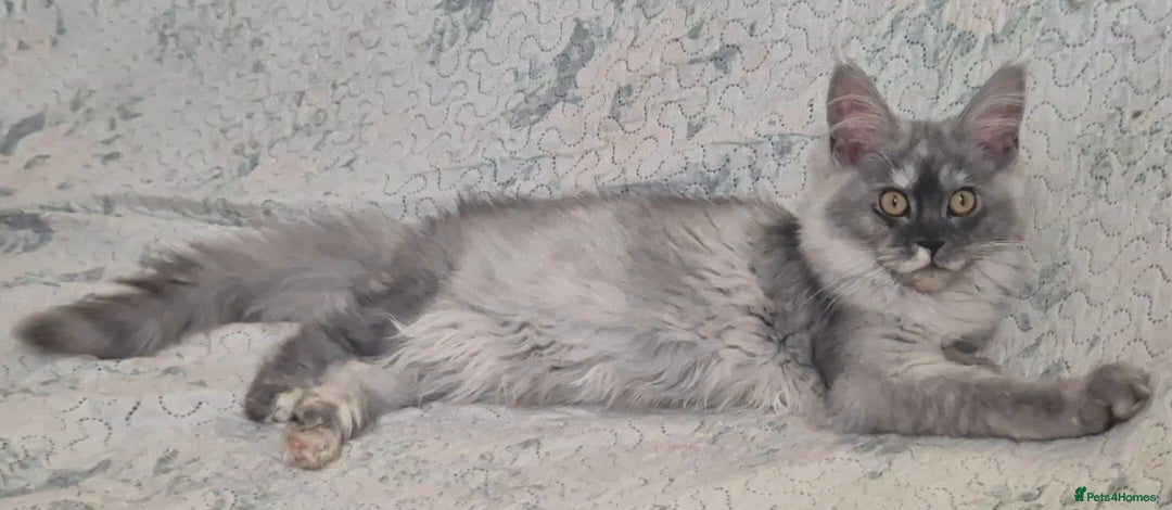 Maine Coon cats for sale: Last 2 girls - Advert 1