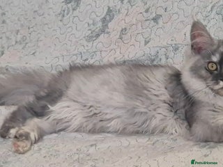 Maine Coon cats Last 2 girls - Advert 3