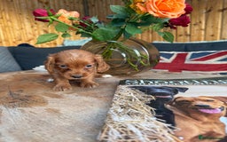 Cocker Spaniel dogs for sale: Kc cocker spaniels  - Image 9