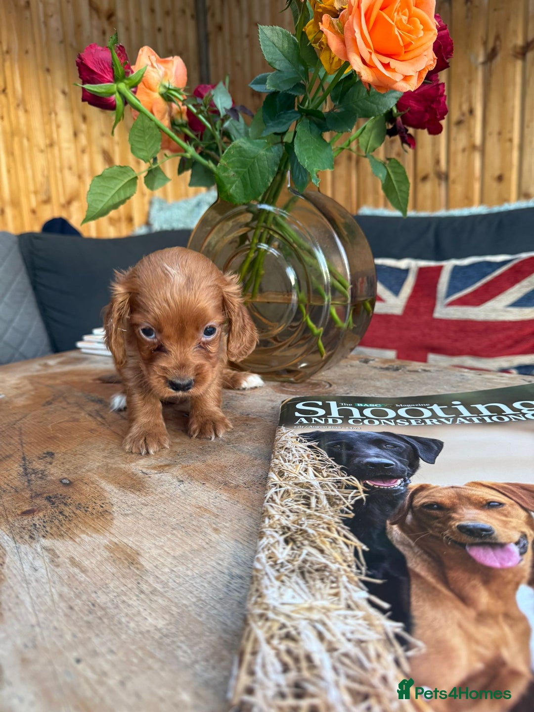 Cocker Spaniel dogs for sale: Kc cocker spaniels  - Image 9