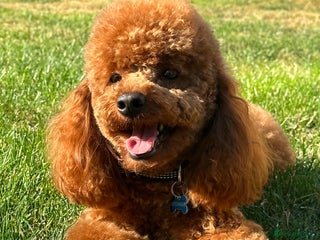 Toy Poodle dogs in Wisbech - Advert 19