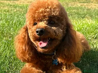 Toy Poodle dogs Health tested toy poodle for stud only in Wisbech - Advert 7