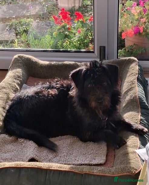Mixed Breed dogs for adoption: Forever home needed for dear Tim - Advert 2