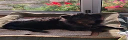 Mixed Breed dogs for adoption: Forever home needed for dear Tim - Advert 2