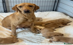 Goldador dogs for sale: Gorgoeus Goldador’s  - Image 15