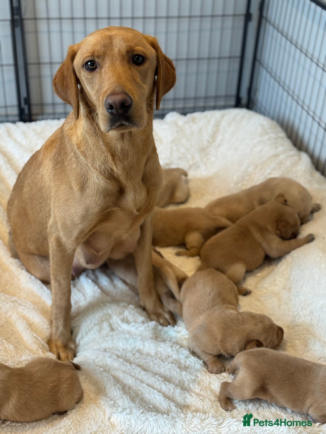 Goldador dogs for sale: Gorgoeus Goldador’s  - Image 15