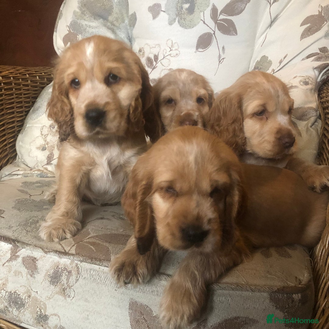 Cocker Spaniel dogs for sale: 4 stunning cocker spaniel puppies  - Image 4