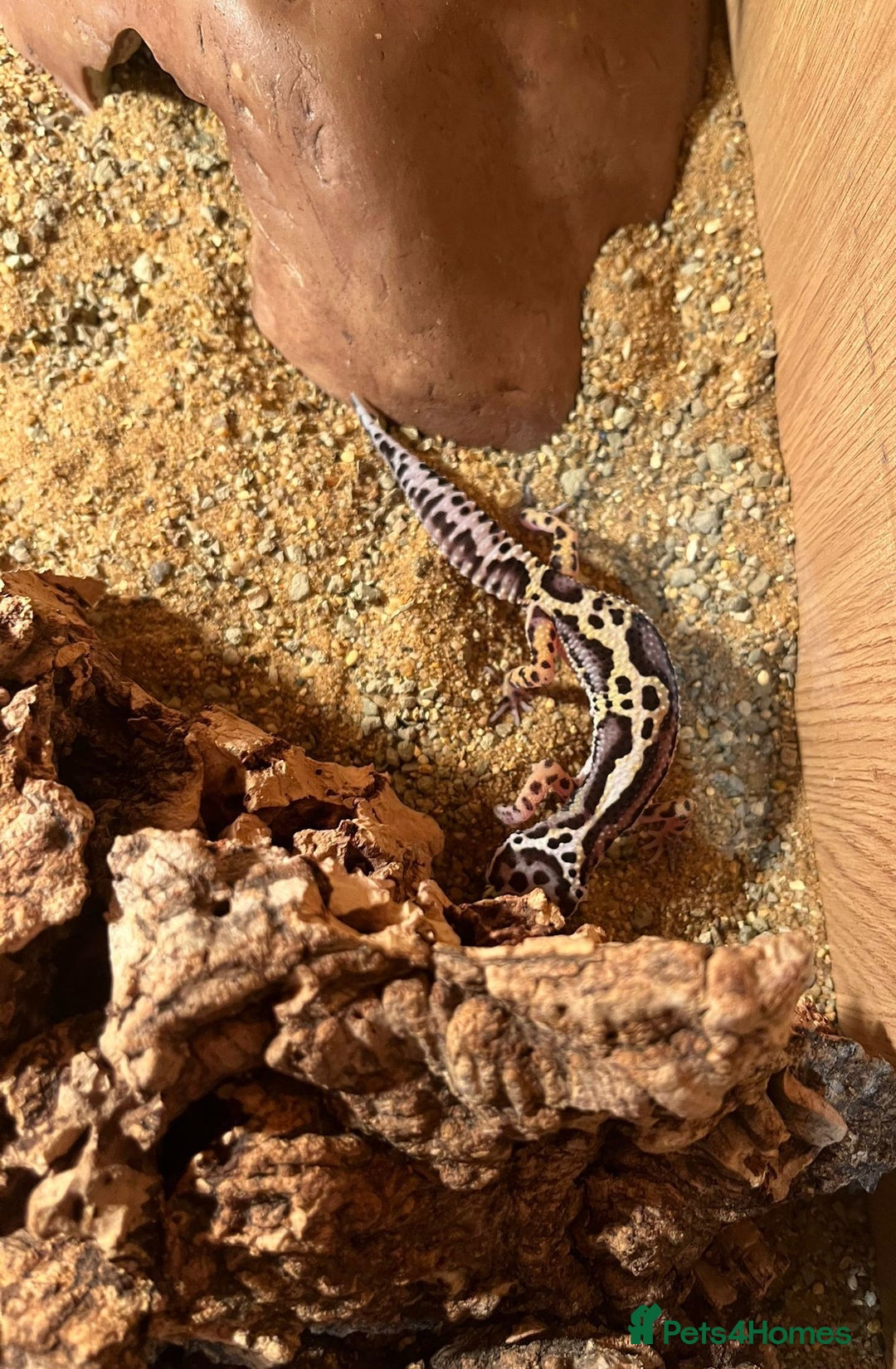 Leopard Gecko reptiles for sale: Baby Leopard Gecko Mack Snow Male - Image 3