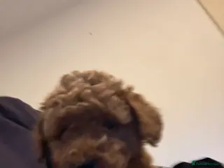 Cavapoochon dogs Gorgeous Therapy puppies - Advert 1