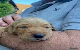 Labrador Retriever dogs for sale: Beautiful Fox Red Labrador puppies for sale - Image 7