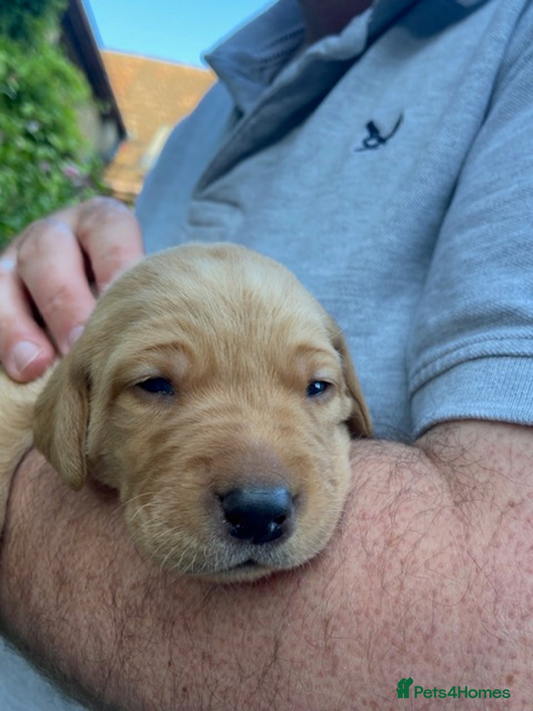 Labrador Retriever dogs for sale: Beautiful Fox Red Labrador puppies for sale - Image 7
