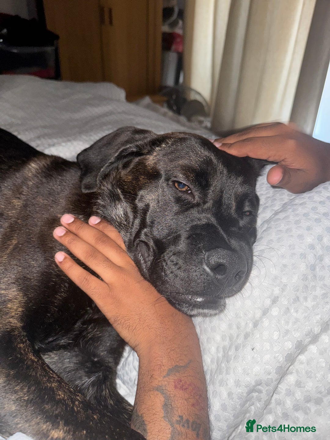 Mixed Breed dogs for sale: Puppy enzo  - Image 4