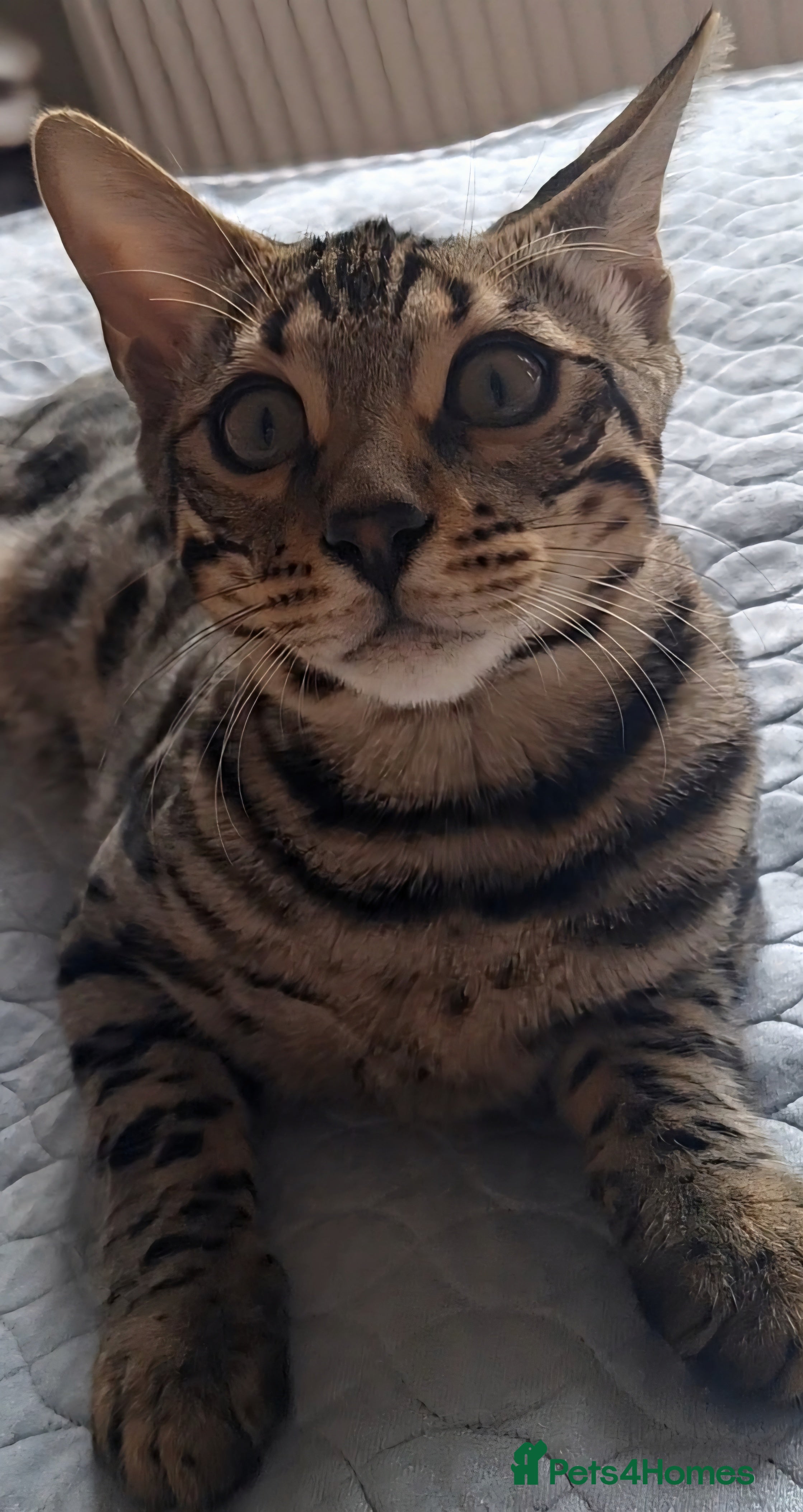 Bengal cats TICA Bengals rare colours clouded Leopard Last 2 - Advert 14