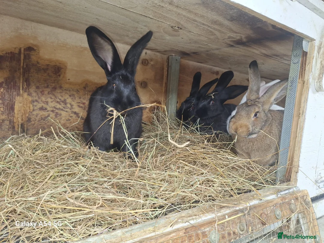 New Zealand rabbits for sale:  New Zealand 60£ - Advert 1