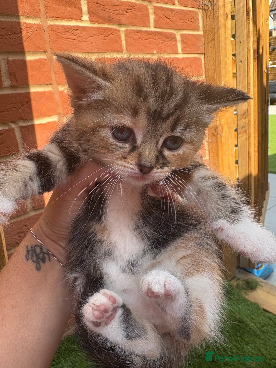 Domestic Shorthair cats for sale: Beautiful/chunky domestic short hair kittens  - Image 7