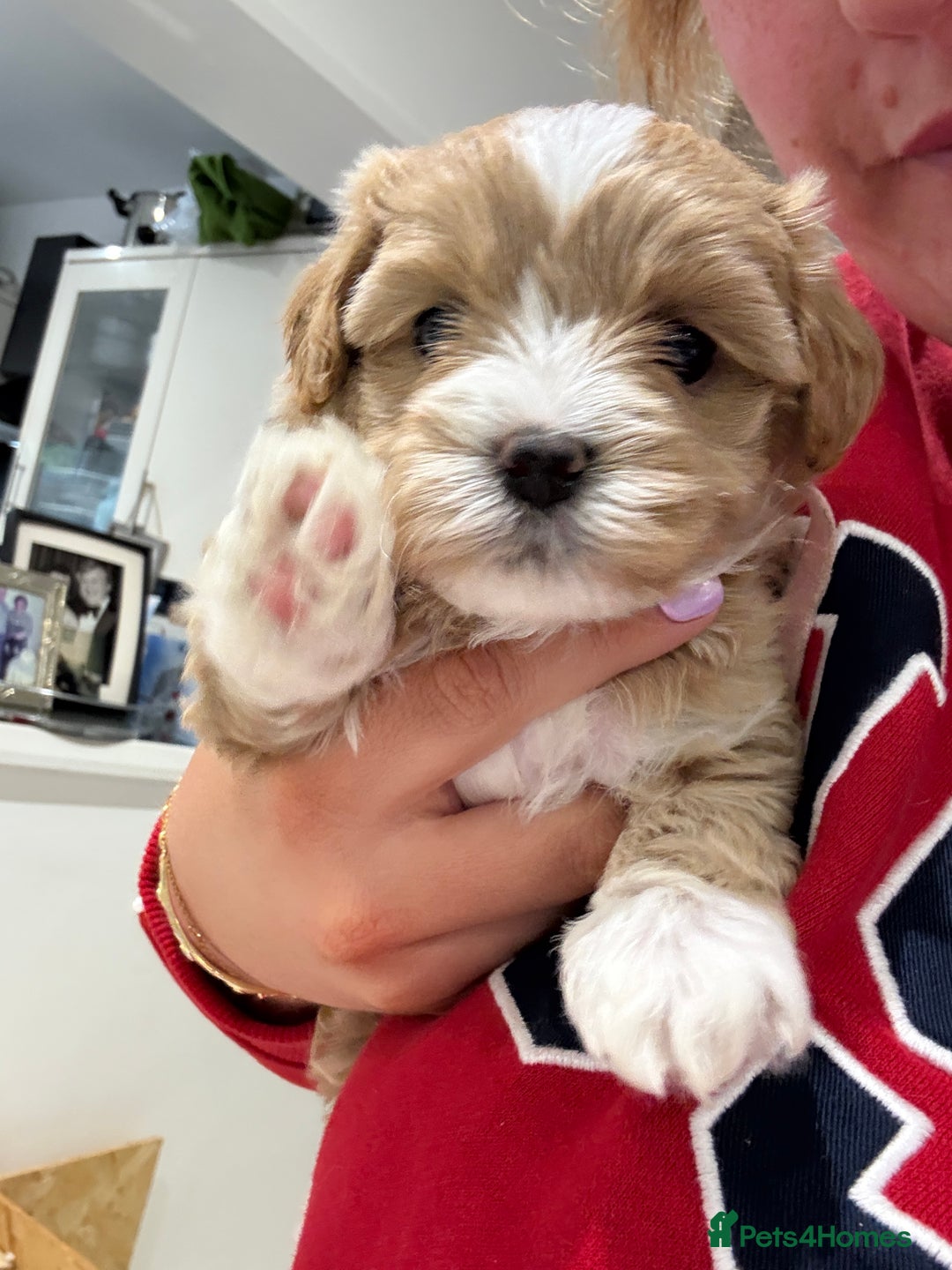 Maltipoo dogs for sale: Beautiful Male Maltipoo F1 Pups - Image 5