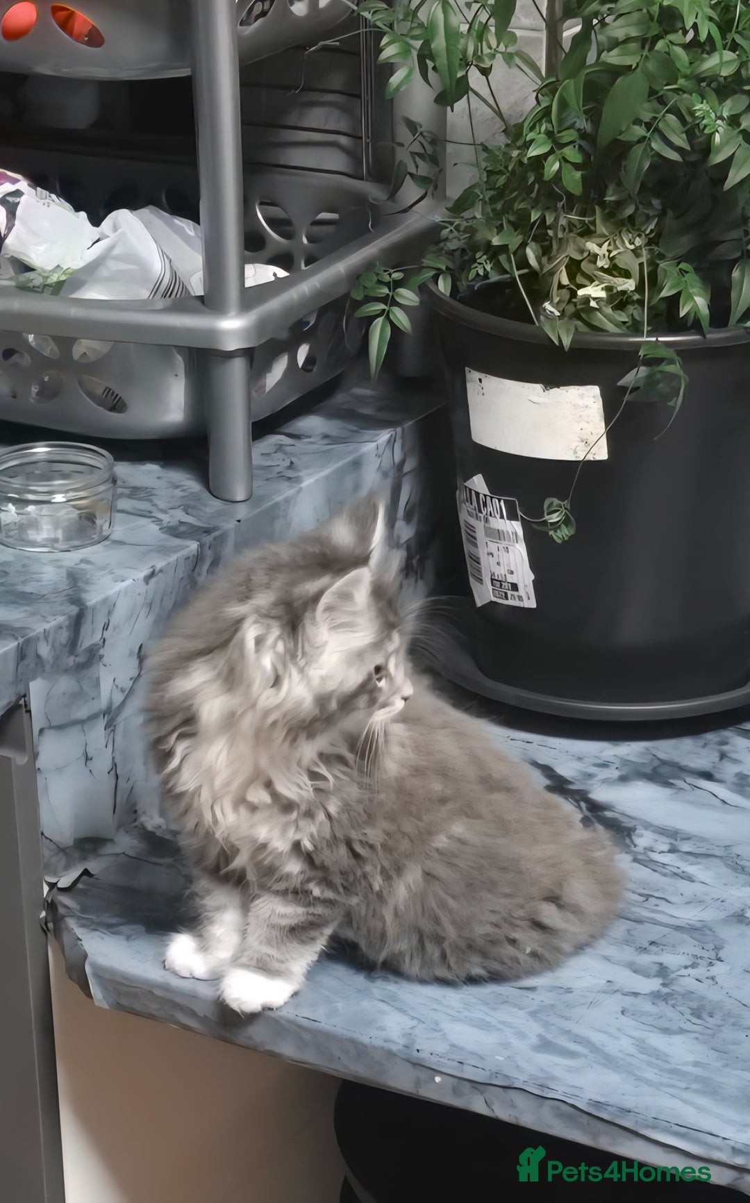 Maine Coon cats for sale: Giant maine coon kittens for sale  - Advert 26